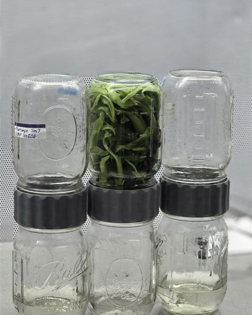In vitro culture jars with green plantlets on the culture rack