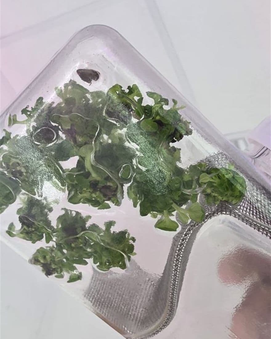 Healthy green plantlets growing in culture medium