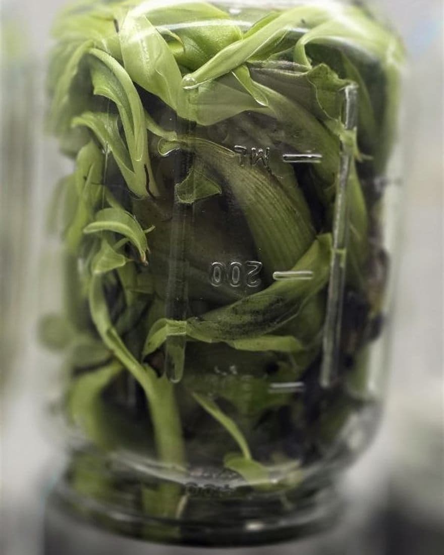 Jar with green plantlets multiplying in vitro